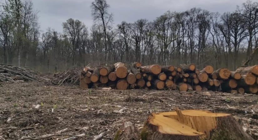 Nem engedi a végvágásokat a Börzsöny védett erdeiben a nemzeti park