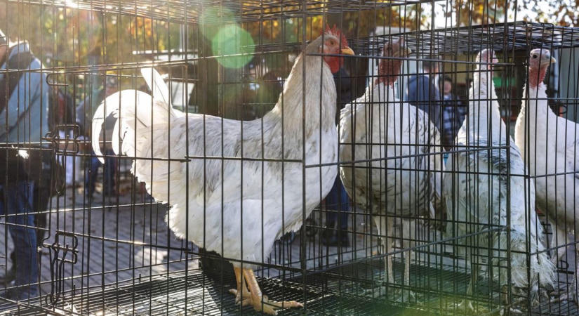 Vasárnap ismét benépesül a mezőtúri kisállatvásár