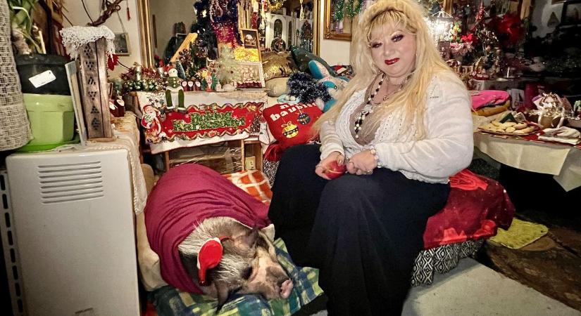 "A karácsonyi készülődésnél mindig együtt dolgozunk" - így ünnepel Zsanna és 75 kilós törpemalaca
