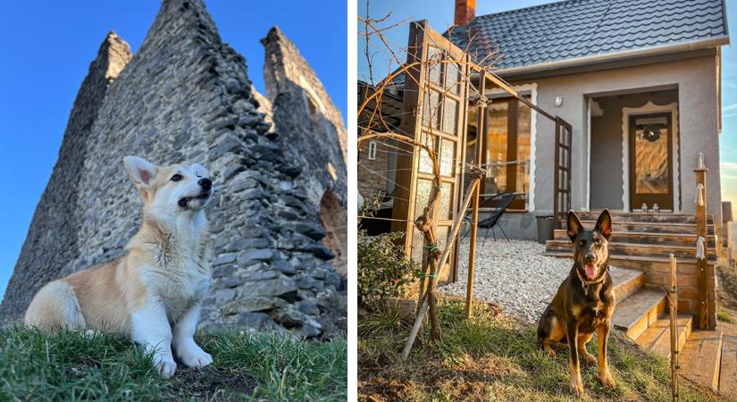 A vulkanikus eredetű Somló lankáinak felfedezése kutyákkal