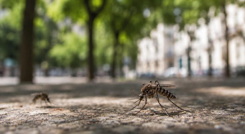 Gyérítik a szúnyogokat Kaposváron