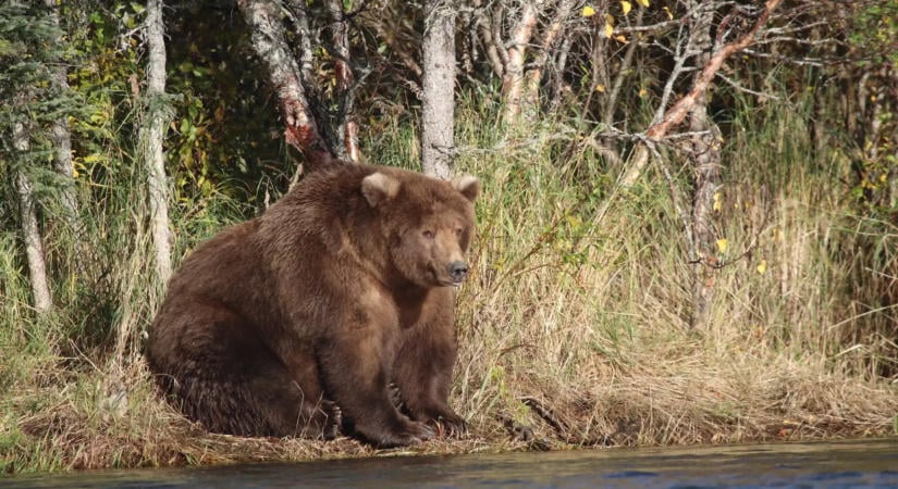 Elindult a Kövér Medve Hét a Katmai Nemzeti Parkban - Idén is keresik Alaszka legkövérebb medvéjét