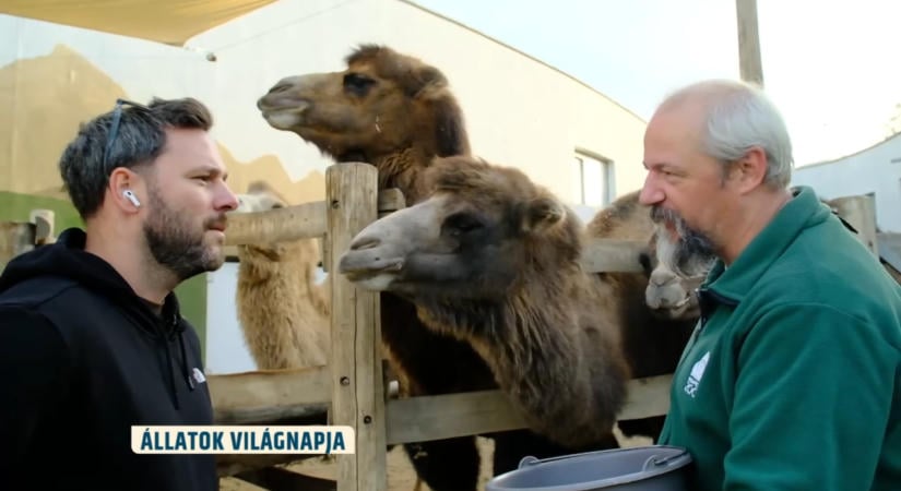 Október 4. az Állatok Világnapja: Tihanyi Peti a kulisszák mögül jelentkezett be az Állatkertből