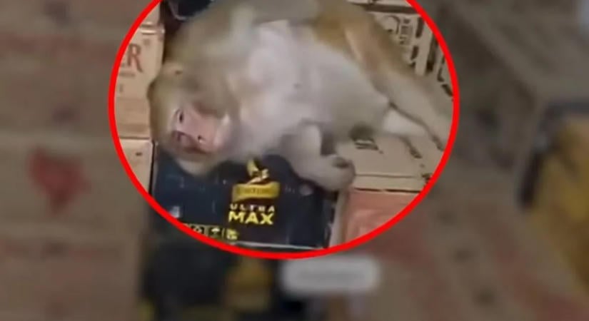 Berontott az italboltba, megitta a vodkát, majd elaludt – videón a részeg majom