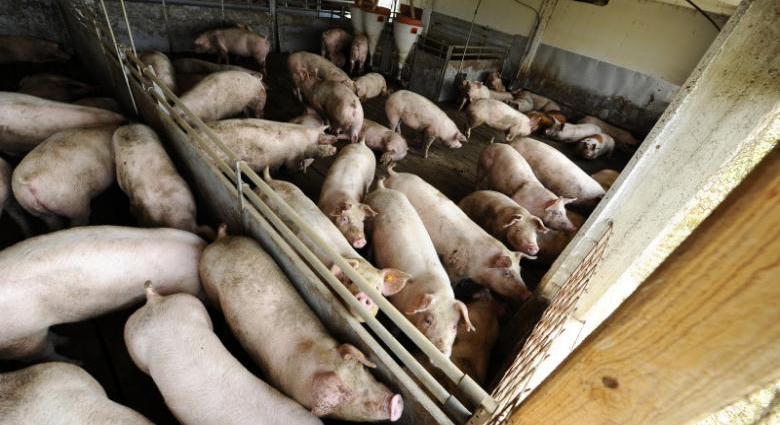 Örülhetnek a tenyésztők, éves csúcson van a disznóhús felvásárlási ára