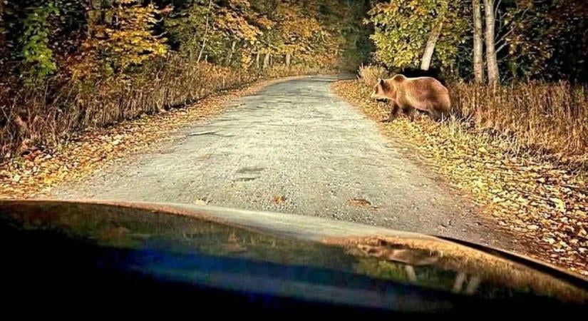 Figyelem! Medvét láttak Borsodban, a túrázókat is óvatosságra intik
