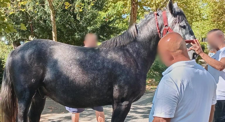 Elszabadultak a lovak, több embert elsodortak a kiskunfélegyházi szüreti ünnepségen, egy fának csapódva állt meg a hintó