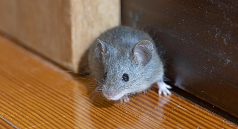 Az egerek ősszel menedéket keresnek – Ez a konyhai trükk segít kideríteni, honnan jönnek be