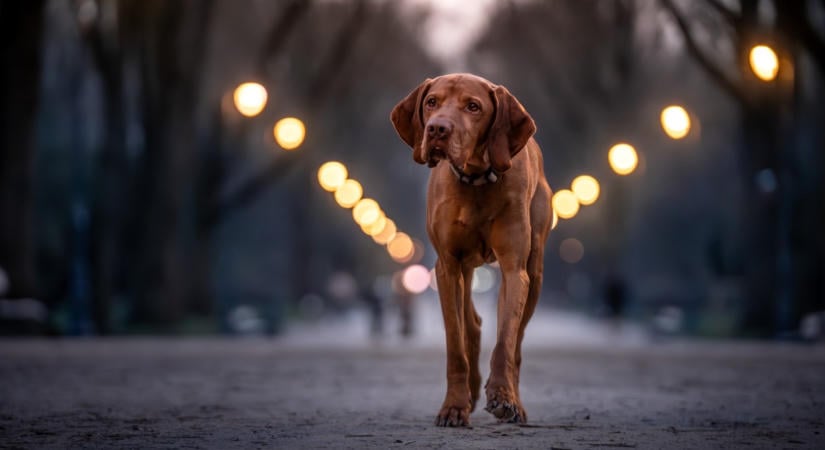 Hirtelen félni kezd a kutyád az esti sétáktól? Sokkal súlyosabb oka lehet, mint gondolnád