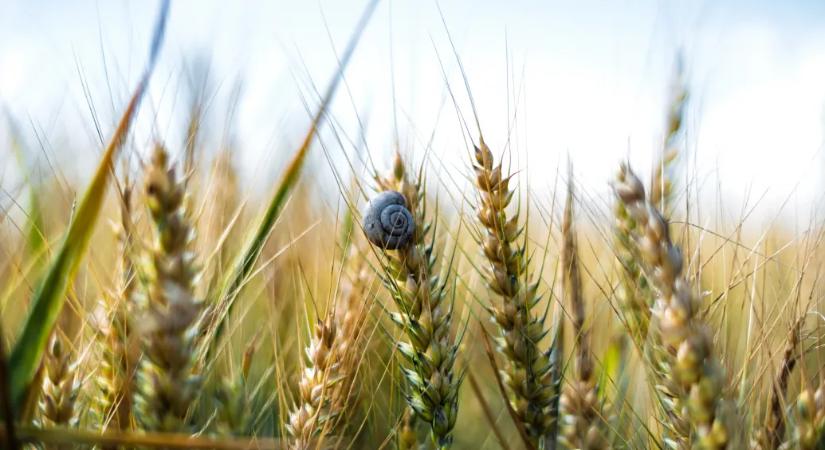A talajvízből kerülhetett az azóta elillant alkilbenzol a BYD építkezéséről elszállított termőföldbe