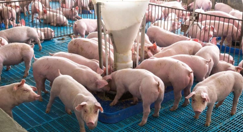 Terjedhet az állattartáshoz kötődő MRSA-változat az Egyesült Királyságban