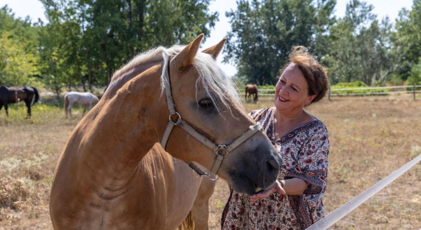 Már a téli szénát eszik a lovak Dunaalmáson, így küzdenek az aszállyal az állattartók fotók, videó
