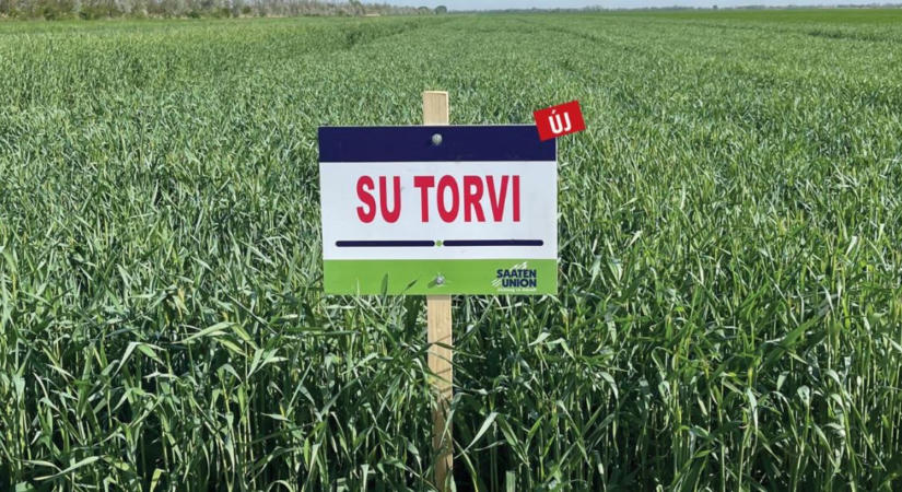 Új korai rozshibridek: nagy hozam, korai betakarítás