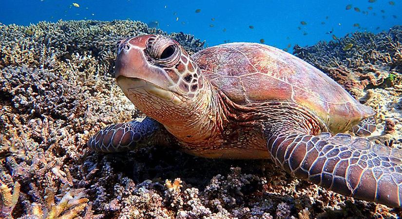 A vándorló levesteknősök csak nagyjából tudják, merre tartanak