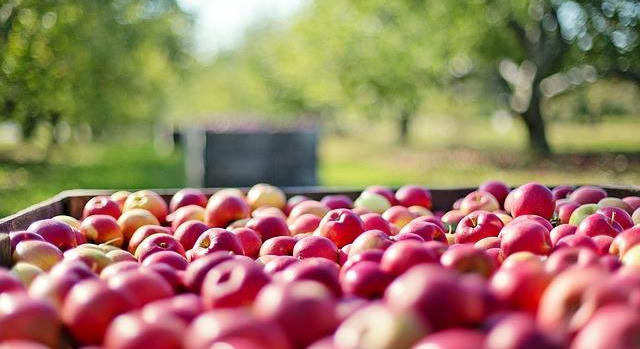FruitVeB: az elmúlt fél évszázad leggyengébb almatermése várható idén