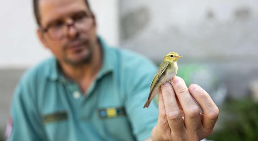 A világ egy énekesmadár szemében – fotóriport a Bükki Nemzeti Park gyűrűzéséről