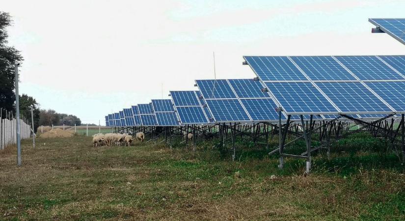 Szolárbirkák és gyepbarát marhák ápolják a tájat