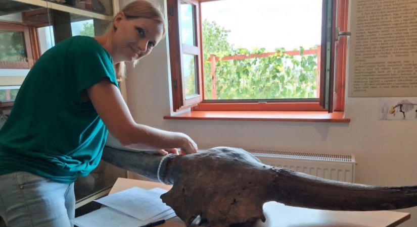 Különleges koponyákra bukkant a lengyel kutató a múzeum gyűjteményében