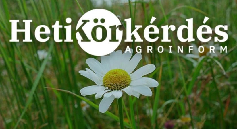 Mutass költségkímélő megoldást a kalászosok őszi gyomirtására! – Heti Körkérdés