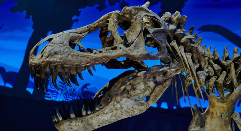 Valamiben nagyon hasonlított ránk a T-rex