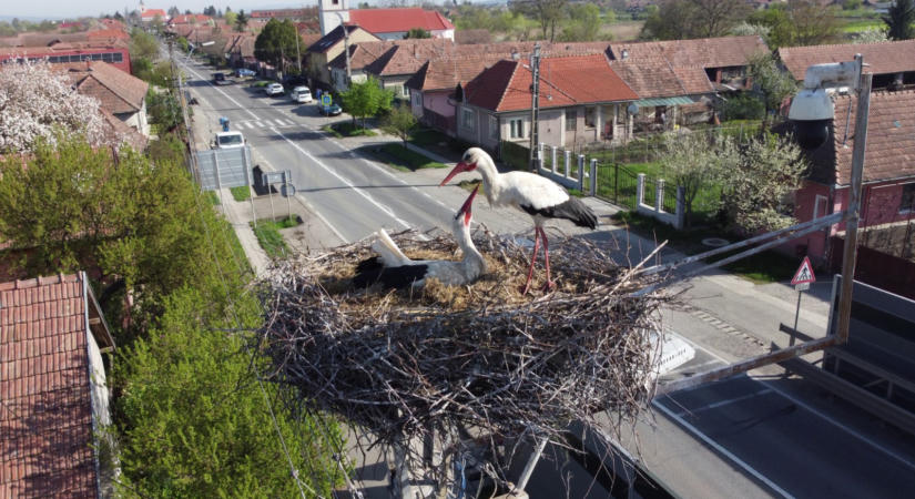 Elcsendesednek a gólyafészkek, húsz éve követhetjük kamerán a madarak életét (VIDEÓ)