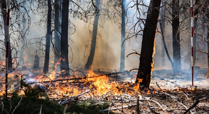Kigyulladt egy tíz hektáros fenyőerdő aljnövényzete Izsáknál