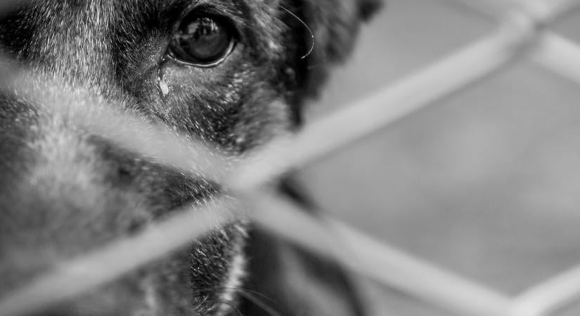 Felakaszthatta húga kutyáját egy férfi Radostyánban, felfüggesztettet kaphat