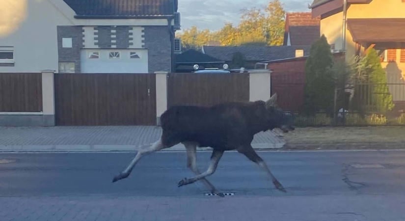 Tényleg jávorszarvas sétált Debrecen egyik utcáján? Fotó és videó a bizonyíték