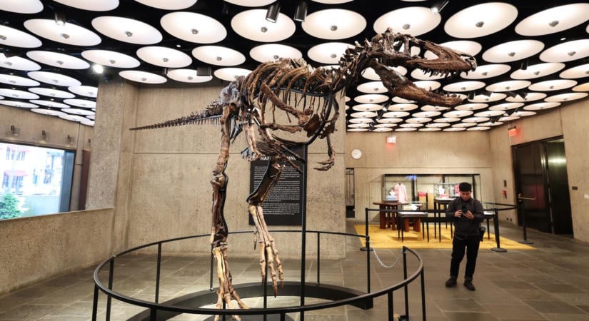 47,3 millió dollárért kelt el egy dinoszaurusz csontváza egy New York-i aukción