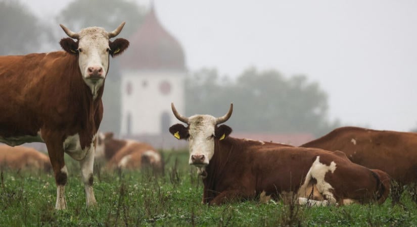 Először fertőzött meg embert a Shamonda-vírus