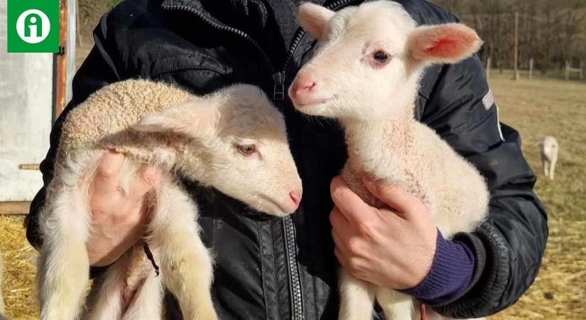 Környezetbarát biofűnyírók – lacaune ikerellés Cserszegtomajon