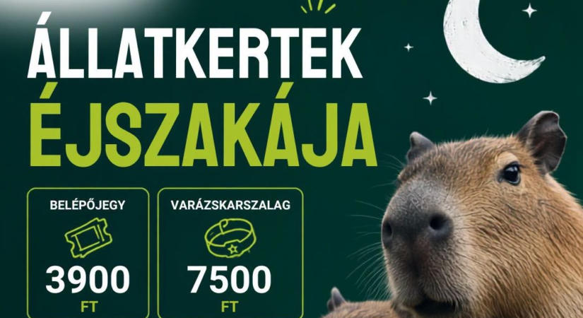 Különleges kalandra hív az Állatkertek Éjszakája Debrecenben