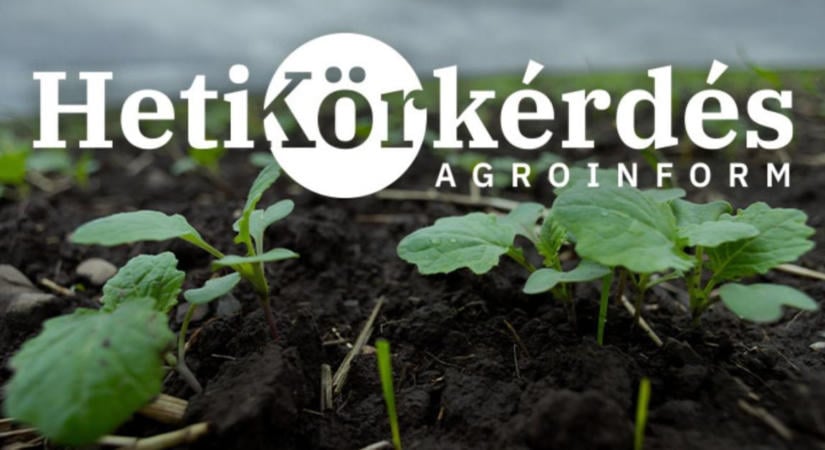 Lépjünk fel a gabona árvakelések ellen repcében! – Heti Körkérdés