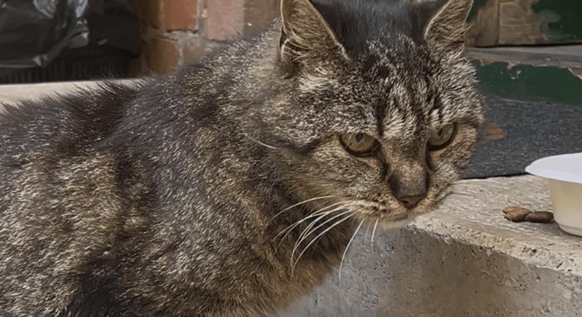 Meglátogattuk az ELTE bölcsész macskáját, Sutyit: így él a 20 éves cirmos az egyetem kertjében