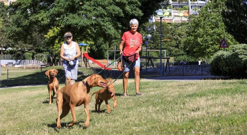 Új online platform segíti a felelős állattartást Bécsben