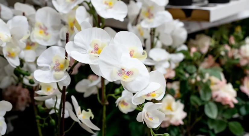 Ontani fogja a virágot az orchideád, ha ezekre októberben odafigyelsz