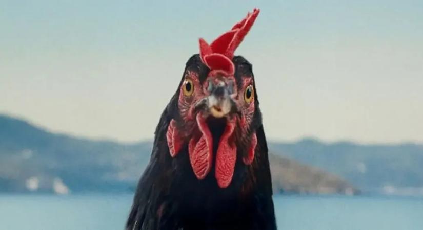 Csütörtöktől a mozikban Pálfi György új filmje, a Tyúk