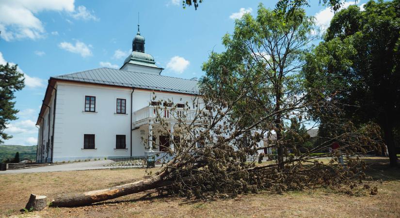 Az összes fertőzött kőrist kivágják Bodrogszerdahelyen