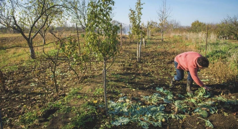 Ez itt a kert? Így hozhatja rendbe ősszel, amit aszály tönkretett nyáron