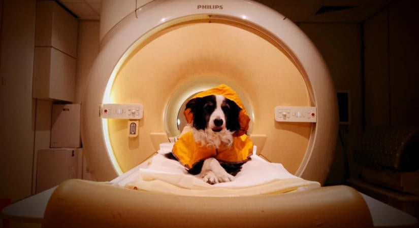 MRI vizsgálat bizonyítja: a kutyák tényleg olvasnak az emberi arckifejezésekből
