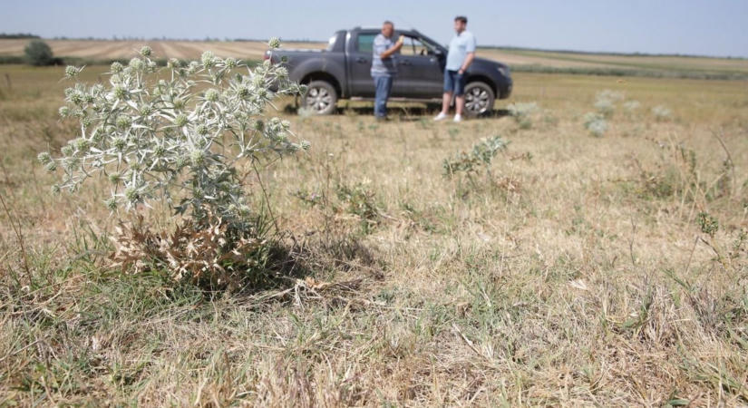 Kiszáradt földek, sárguló erdők: jövő hétig marad a pusztító aszály