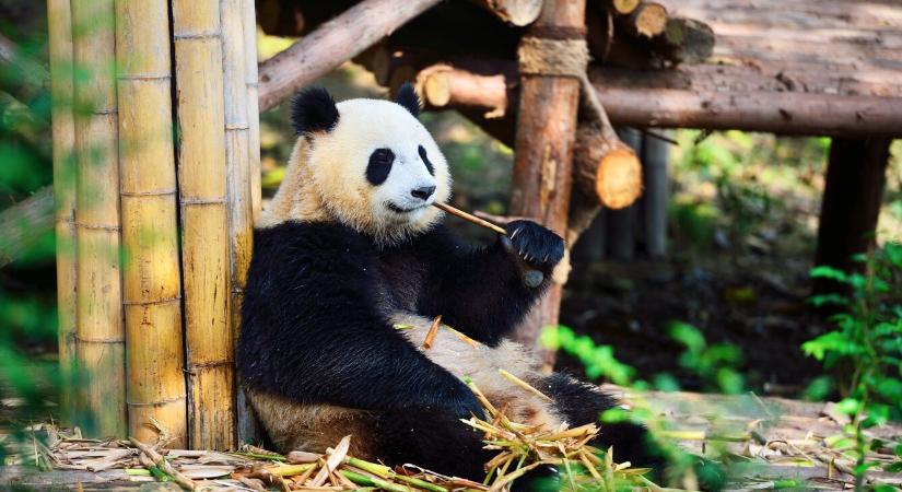 Remek hír a Bitpanda felhasználóknak: Elindult a margin kereskedés