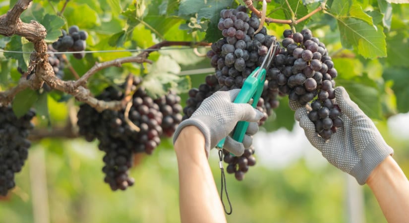 Elfeledett magyar paraszti étel a hűvös őszi napokra – szüretre is kiváló