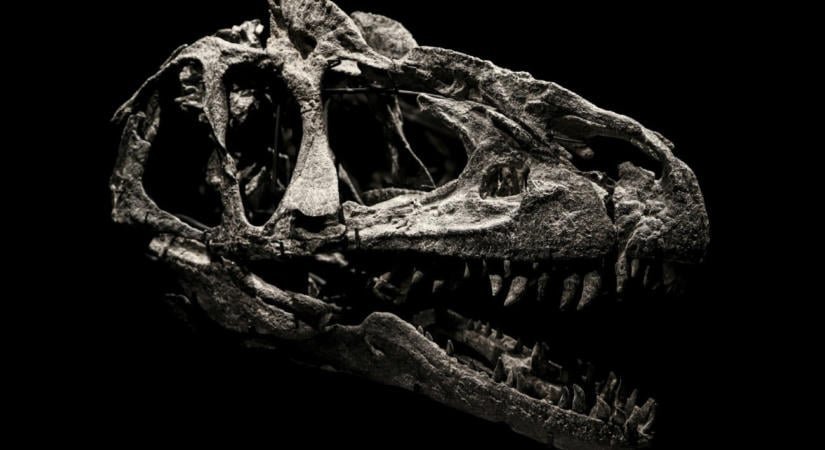 Elfeledett fosszíliából azonosítottak új dinoszauruszfajt a kutatók, lett volna tőle félnivalónk