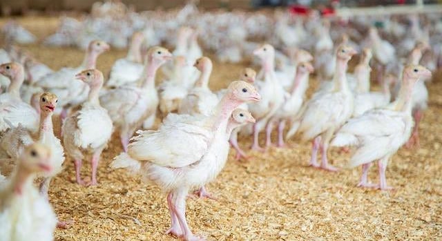 Közel 30 százalékkal növekedett a hazai baromfihúsexport, az import visszaesett