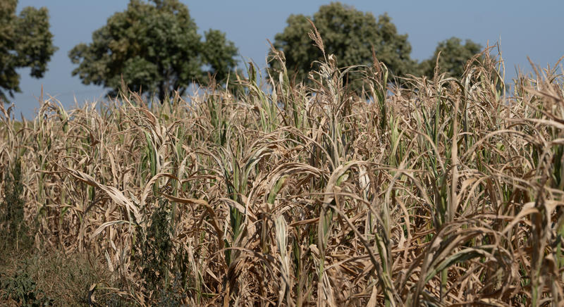 A hőség árnyékában az agrárium