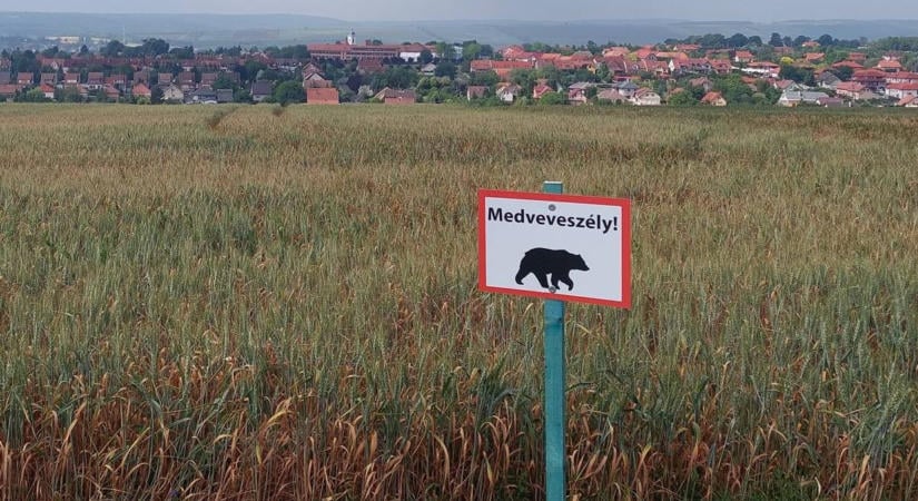 Két nagytestű medve sertepertél a magyar-ukrán határon