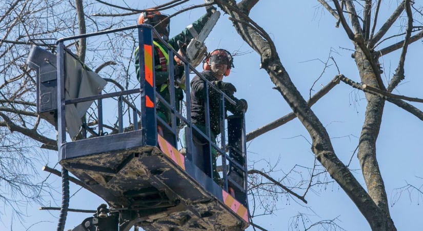 Életveszély az erdei úton: napokra teljesen lezárják a forgalmat Baranyában!