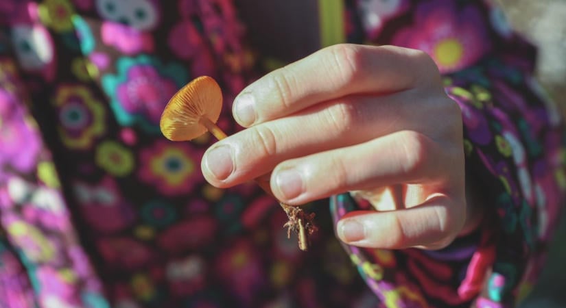Elmérgesedhet a helyzet: beindul az őszi gombaszezon, de Szekszárdon nincs, aki bevizsgálja