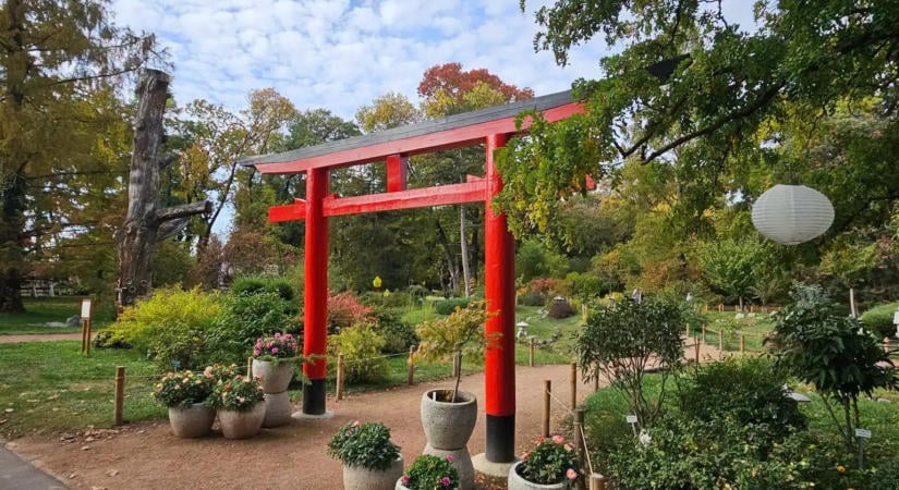 Japán momiji-ünnepet tartanak szombaton a Szegedi Füvészkertben